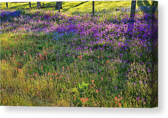 Wildflowers In The Texas Hill Country Canvas Print featuring the photograph Evening's Light by Lynn Bauer