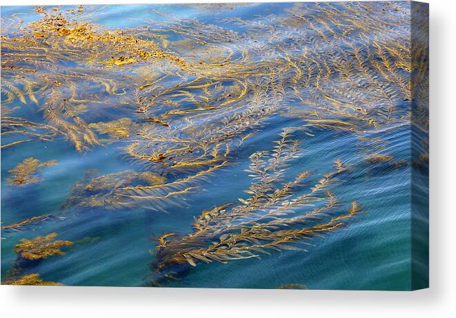 Kelp Canvas Print featuring the photograph Golden Haven by Amelia Racca