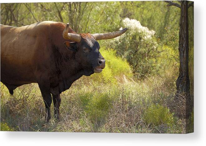 Greeter Canvas Print featuring the photograph Greeter 14351 by Jerry Sodorff