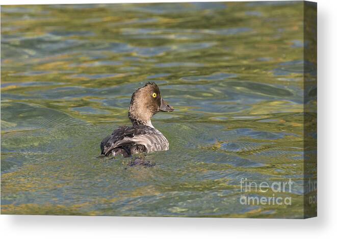 Goldeneye Hen Canvas Print featuring the photograph Heading South by Dan Hefle