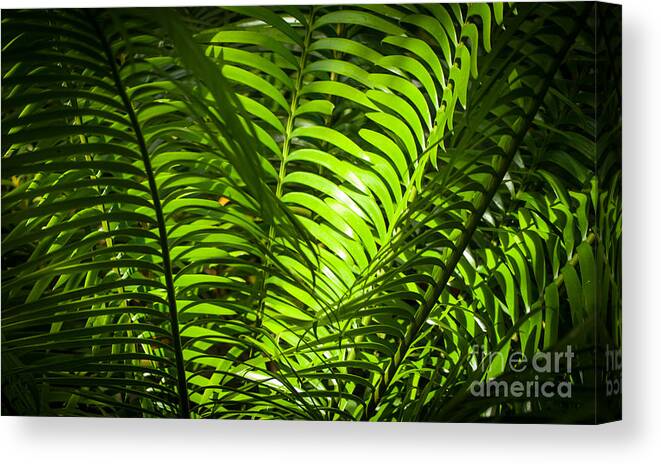 Hawaii Canvas Print featuring the photograph Illuminated Jungle Fern by Blake Webster