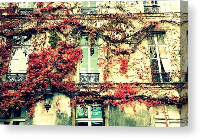 Paris Canvas Print featuring the photograph Ivy Growing On A Wall  by Rick Rosenshein