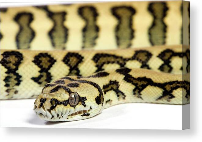 Morelia Spilota Canvas Print featuring the photograph Jaguar Variant Carpet Python by Pascal Goetgheluck/science Photo Library