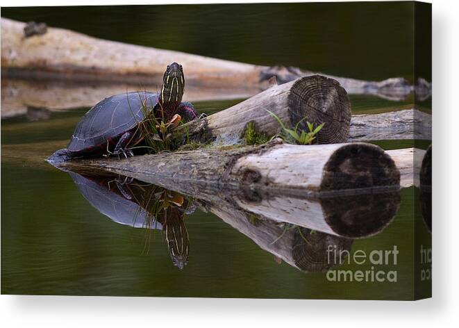 Midland Painted Turtle Canvas Print featuring the photograph Just chillin.. by Nina Stavlund