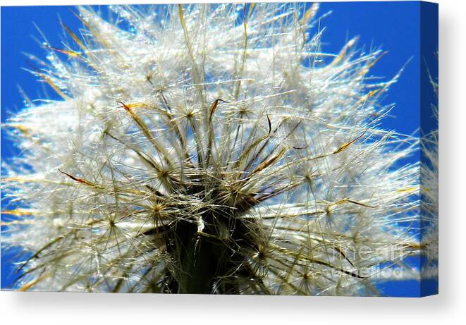 Dandelion Canvas Print featuring the photograph Life in details by Andrea Anderegg