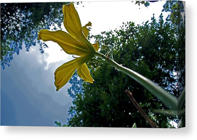 Blossom Canvas Print featuring the photograph Looking to the sky by Andy Lawless