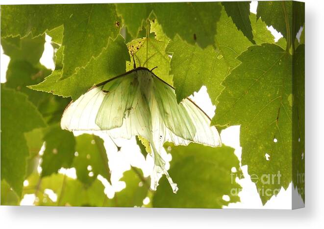 Moth Canvas Print featuring the photograph Luna Moth by Kerri Mortenson