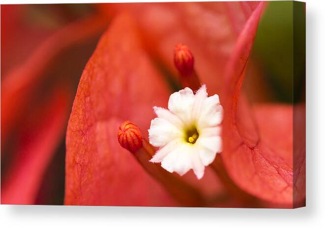 Hawaii Canvas Print featuring the photograph Macro Bougainvillea bloom 1 by Leigh Anne Meeks