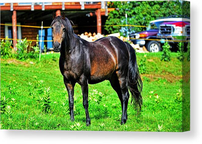 Old Canvas Print featuring the photograph Morgan horse by Jim Boardman