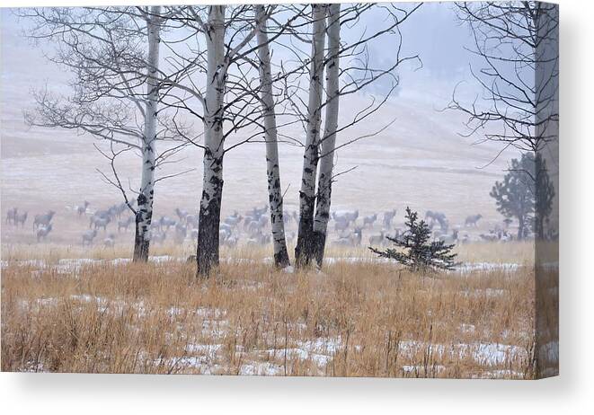 Wildlife Canvas Print featuring the photograph Morning of the Elk by Jacqui Binford-Bell