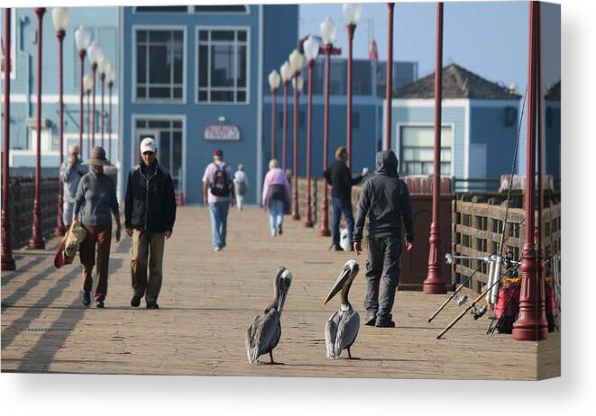 Wild Canvas Print featuring the photograph Morning Stroll by Christy Pooschke