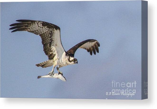 Osprey Canvas Print featuring the photograph Osprey with dinner by Barbara Bowen