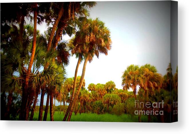 Florida Landscape Canvas Print featuring the photograph Palm Tree Forest by Lou Ann Bagnall