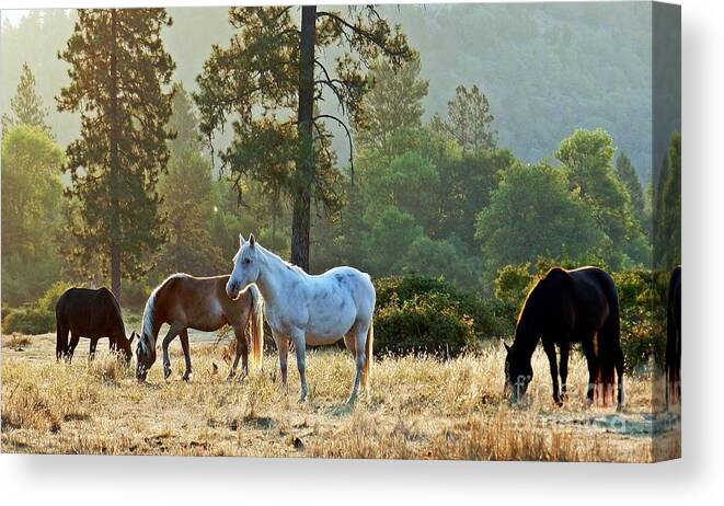 Landscape Canvas Print featuring the photograph Peaceful Dawn by Julia Hassett