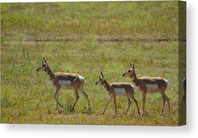 Dakota Canvas Print featuring the photograph Pronghorn by Greni Graph