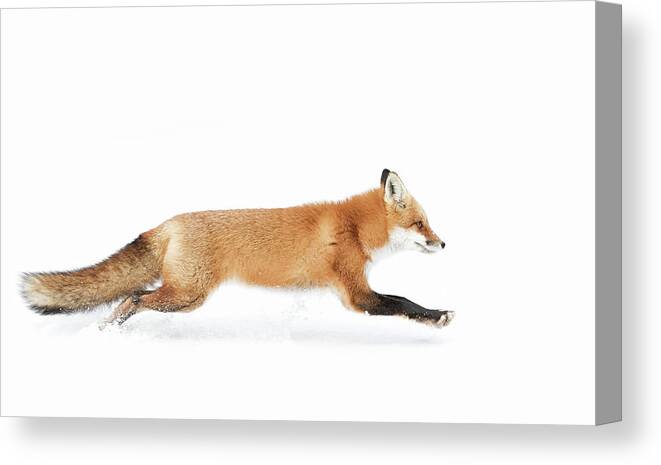 Algonquinpark Canvas Print featuring the photograph Red Fox On The Run - Algonquin Park by Jim Cumming
