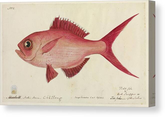 Artwork Canvas Print featuring the photograph Red Snapper Fish by Natural History Museum, London/science Photo Library