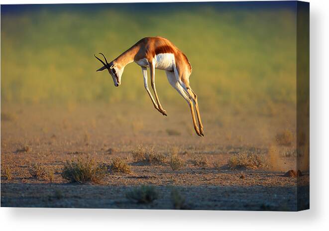 Springbok Canvas Print featuring the photograph Running Springbok jumping high by Johan Swanepoel
