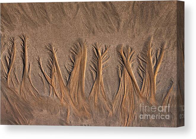 Sand Canvas Print featuring the photograph Sand Forest by Alice Cahill