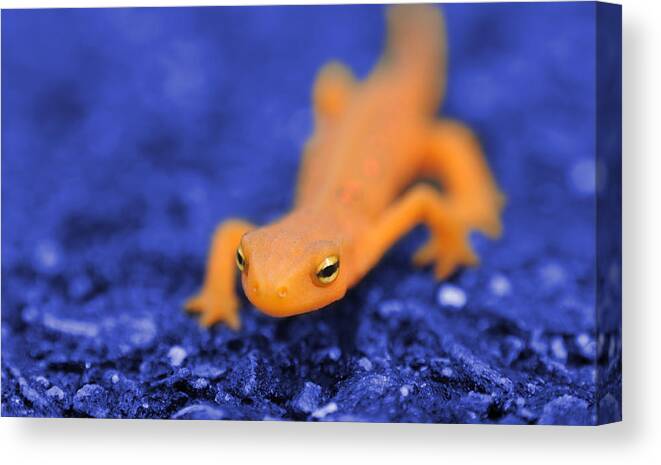 Salamander Canvas Print featuring the photograph Sly Salamander by Luke Moore