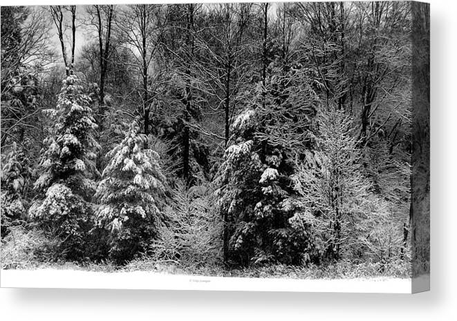 Winter Canvas Print featuring the photograph Snow Day by Vickie Szumigala