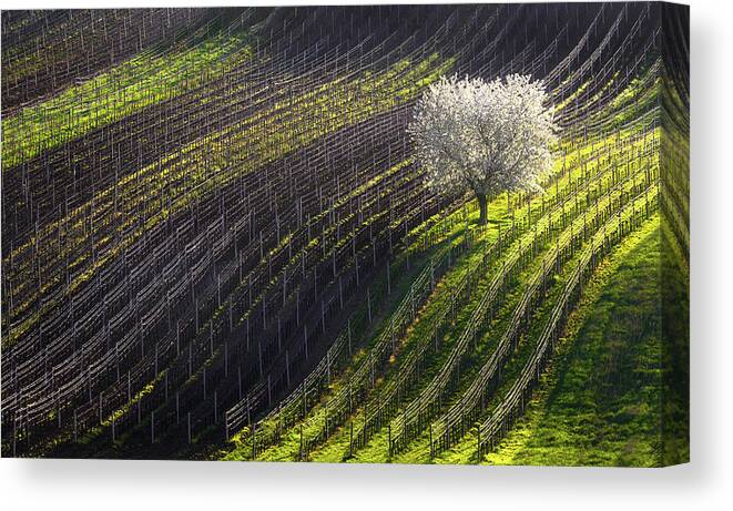 Spring Canvas Print featuring the photograph Strings Of Spring by Vlad Sokolovsky
