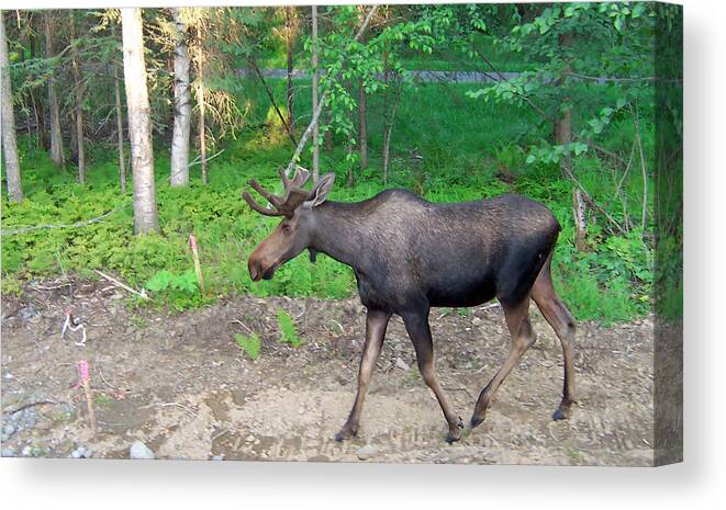 Alaska Canvas Print featuring the photograph Strollin by Aimee L Maher ALM GALLERY