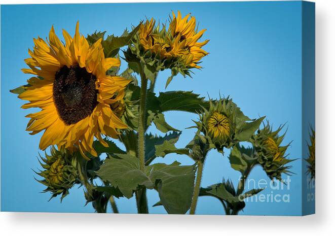 Sunflower Canvas Print featuring the photograph Sunflower Morning by Cheryl Baxter