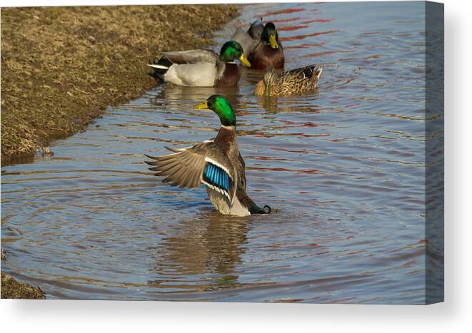 Mallard Canvas Print featuring the photograph The Hangout by Holden The Moment