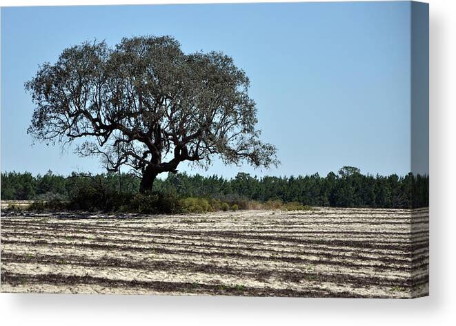 Field Canvas Print featuring the photograph Tree in Plowed Field by Randi Kuhne