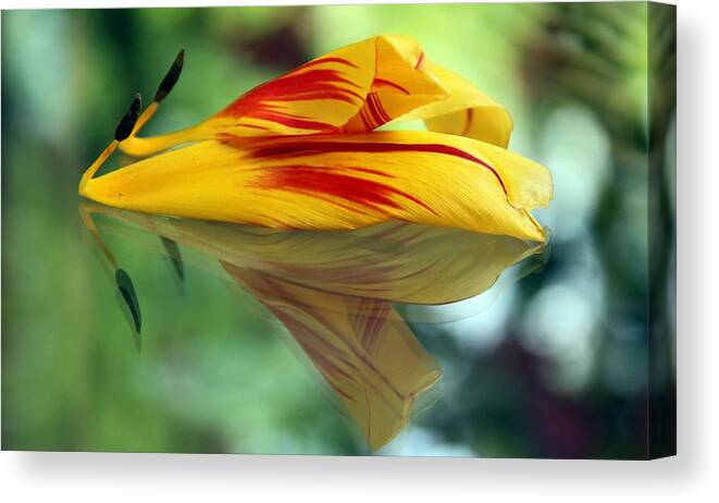 Tulip Canvas Print featuring the photograph Tulip Reassembled 2 by Andrea Lazar