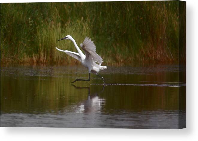 Great Egret Canvas Print featuring the photograph Twinkle Toes by Leticia Latocki