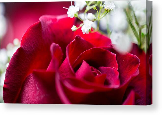 Rose Canvas Print featuring the photograph Valentine by Alex Lapidus