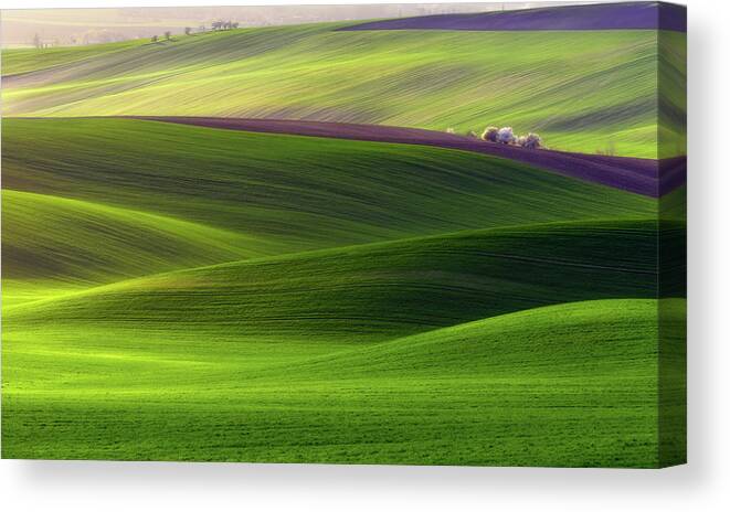Fields Canvas Print featuring the photograph Verdant Land by Piotr Krol (bax)