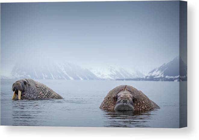 Extreme Terrain Canvas Print featuring the photograph Walrus In Natural Arctic Habitat by Mikeuk