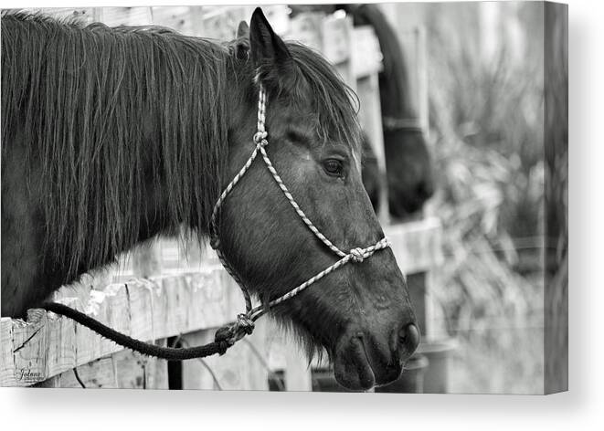 Black And White Canvas Print featuring the photograph What a Horse by Jody Lane