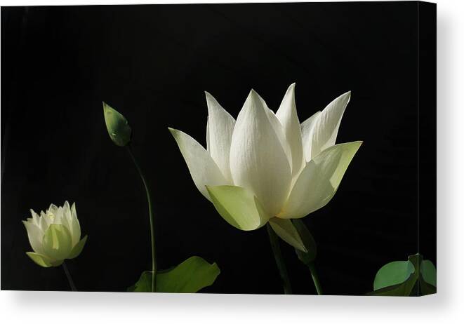 Garden Canvas Print featuring the photograph White Lotus Profile by Deborah Smith