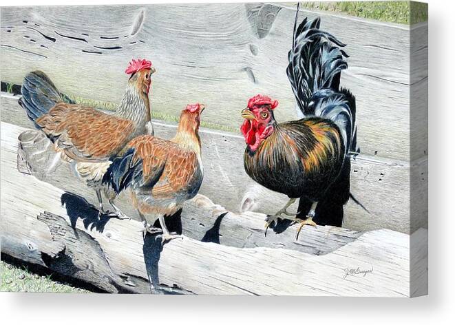 Rooster Canvas Print featuring the painting Who's the Boss by Joseph Burger