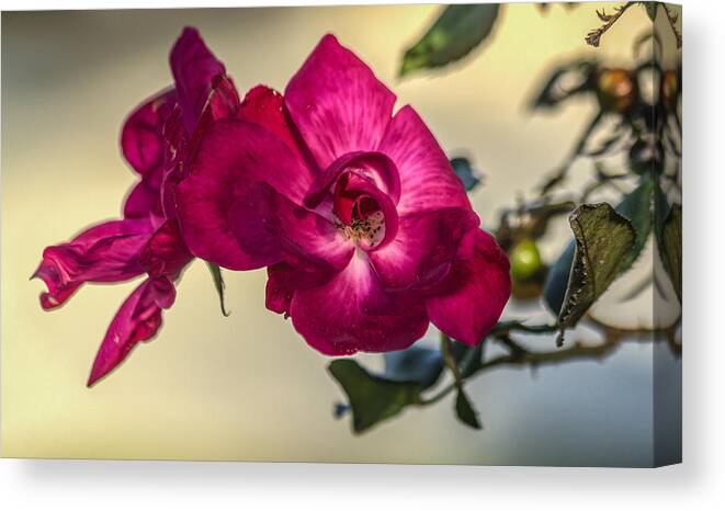 Florida Canvas Print featuring the photograph Wild rose by Jane Luxton