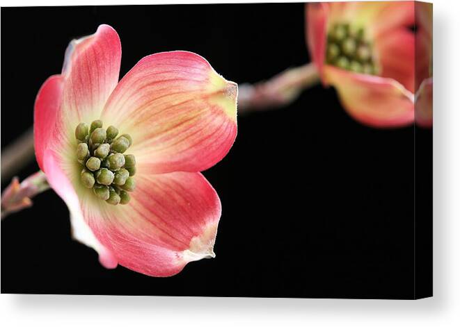 Woof Canvas Print featuring the photograph Woof Pink Dogwood by JC Findley