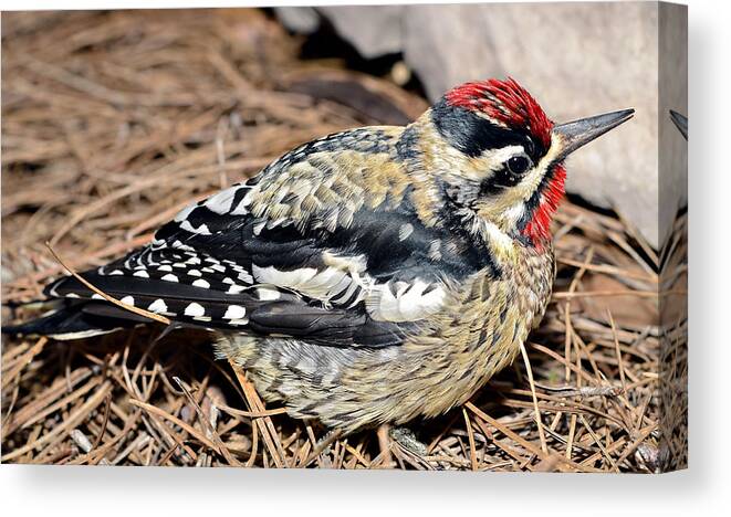 Feathers Canvas Print featuring the photograph Yellow Bellied Sap Sucker by Susan Leggett