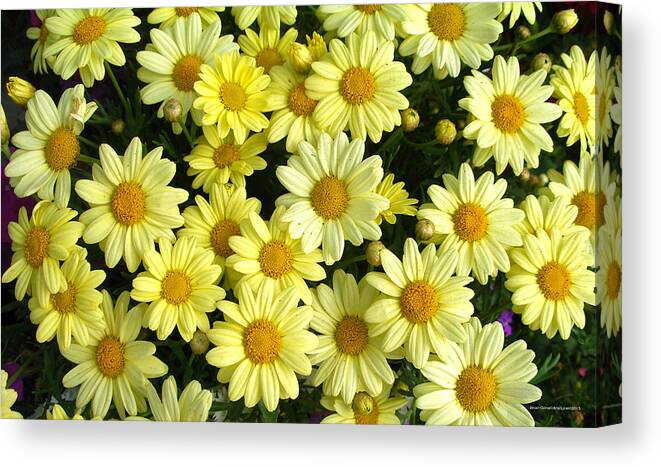  Canvas Print featuring the photograph Yellow Flowers 02 by Brian Gilna