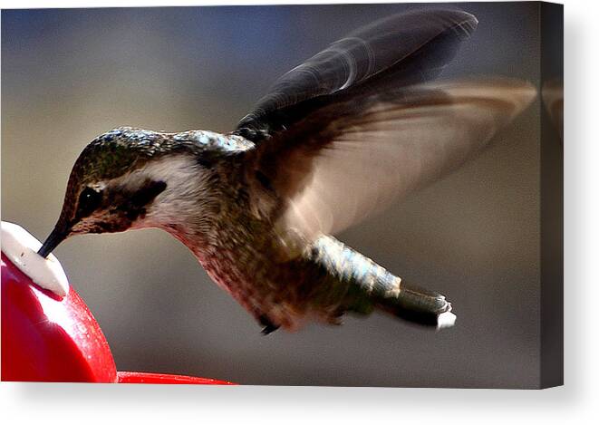 Hummingbirds Canvas Print featuring the photograph Young Hummingbird Male Anna by Jay Milo