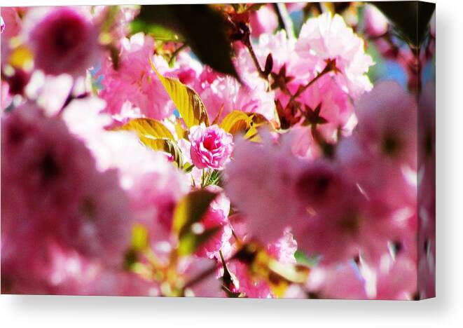 Flowers Canvas Print featuring the photograph Your the One by Will Boutin Photos