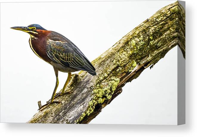  Canvas Print featuring the photograph Green Heron #13 by Brian Stevens