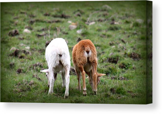 Baby Lambs Canvas Print featuring the photograph Baby Side By Side Love by Kim Galluzzo Wozniak
