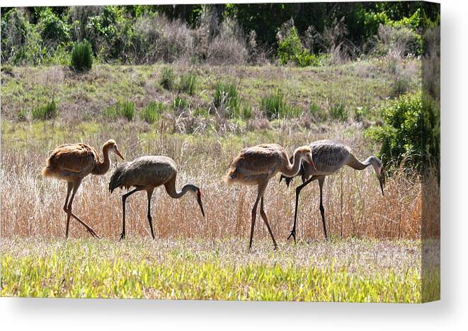 Sandhill Cranes Canvas Print featuring the photograph Back to the Salt Mines by Carol Groenen