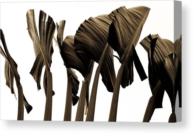 Banana Canvas Print featuring the photograph Banana Tree Leafs by Atom Crawford