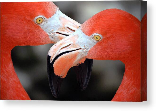 Flamingos Canvas Print featuring the photograph Beak to Beak by Donna Proctor