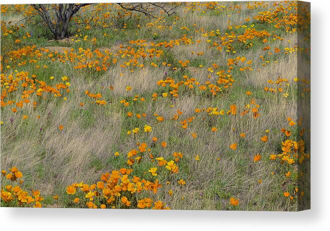 00176767 Canvas Print featuring the photograph California Poppy Meadow With Grasses by Tim Fitzharris